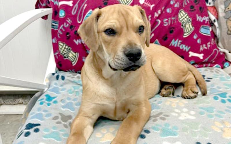 It’s hunting season so why not get you a hunting partner? Peanut Butter is good motivated, so this coonhound mix will be easy to train. Contact the shelter at 859-472-5400 or stop in at the shelter at 1314 Bryan Griffin Road, Butler.