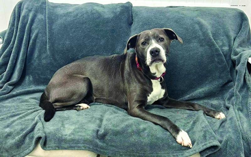 Clarice has had a rough month. She came to the shelter pregnant and only had one pup. Unfortunately the pup didn’t make it but Clarice is a great dog. She is scheduled for her spay on Monday. Someone help this baby get the life she deserves.