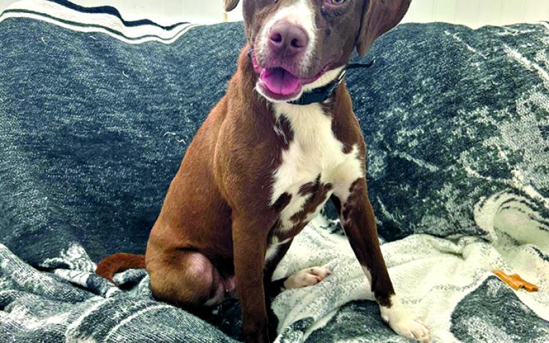 River just had her cherry eyes fixed so she looks fabulous and just so happy now. River is a sweet gal and loves people. Someone just needs to adopt her and she’ll be their best friend.