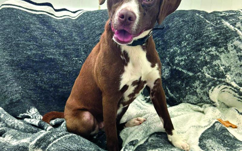 River is a sweet girl and just was spayed recently. She is just a great dog and would be awesome in a family setting. River just had her cherry eyes fixed so she looks fabulous and just so happy now. River is a sweet gal and loves people.