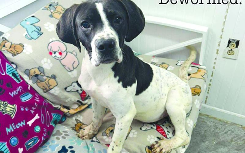 Diesel is a sweetheart and ready for his forever home. Someone come give him a chance.