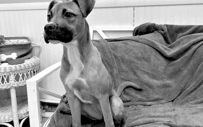 Nala is a sweet, sweet girl and full of puppy love. Someone come adopt this girl.