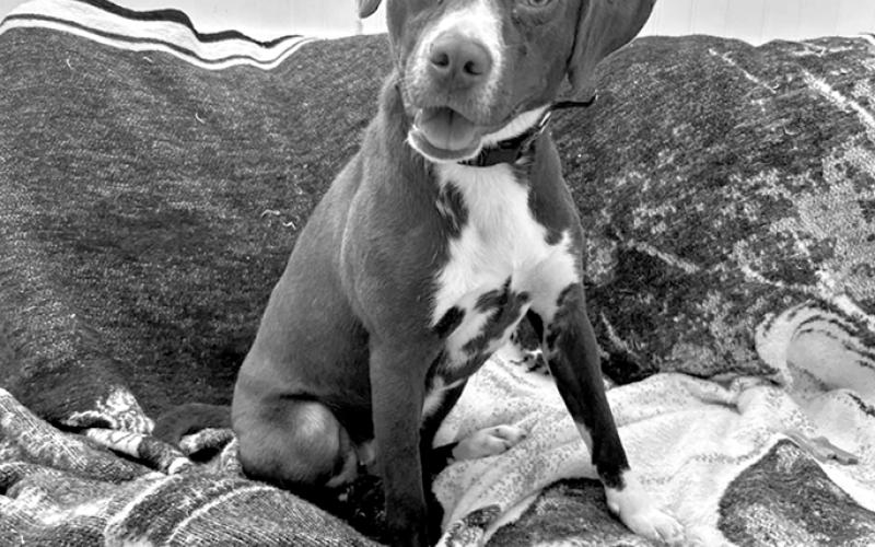 River is a super girl who just wants love. She’s tiny for her weight and timid, but loves playing outside with Rex. She’s a super dog and would make a great companion for anyone.
