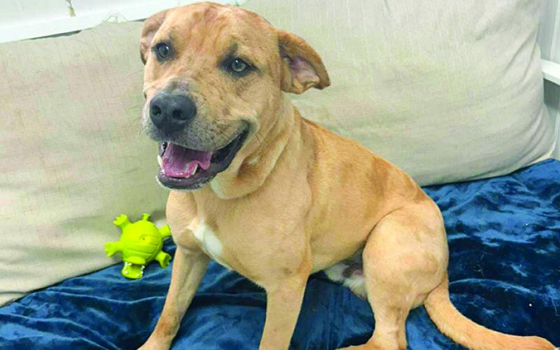 Chase is a great dog. A little nervous around strangers but would make someone a great companion.