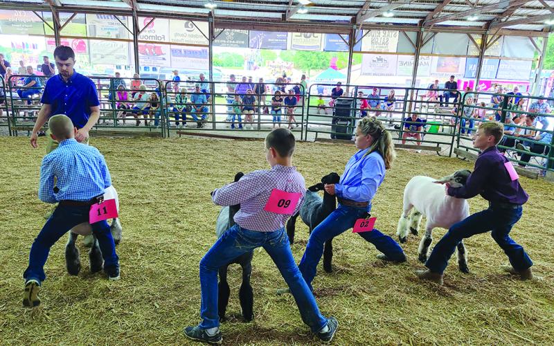 4-H youth compete in a sheep showmanship class. Photo by Burton Cole.