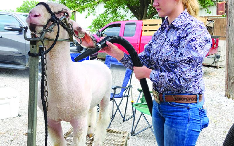 Talley Downs, 15, of Alexandria, blow dries Romeo after his shower in preparation for his showing in the market class for whiteface cross. Photo by Burton Cole.