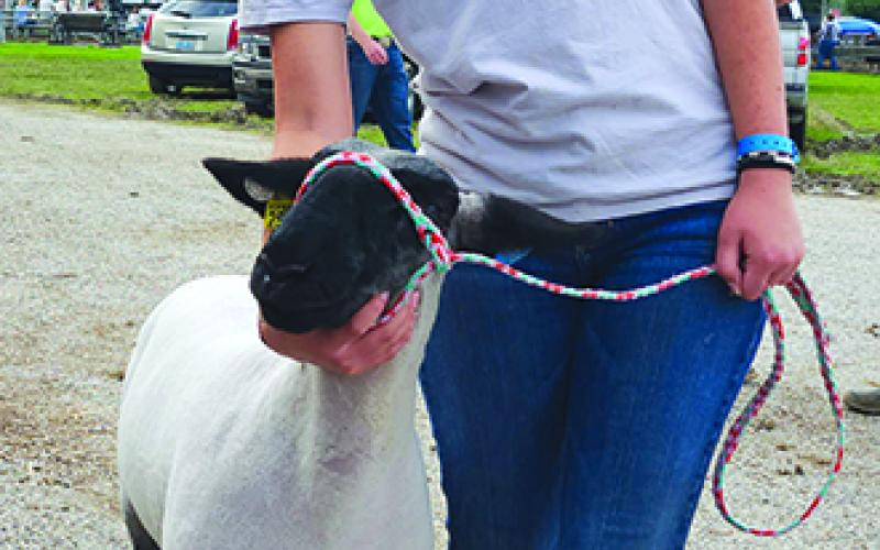 Annie Brockman, 15, of Kenton County, showed Pinky Pie, her market wether sheep, at the fair. Photo by Burton Cole.