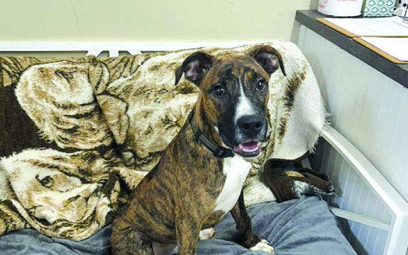Hunter is just a baby boxer mix. Sweet as can be. Will need puppy training as is typical for any dog this young.