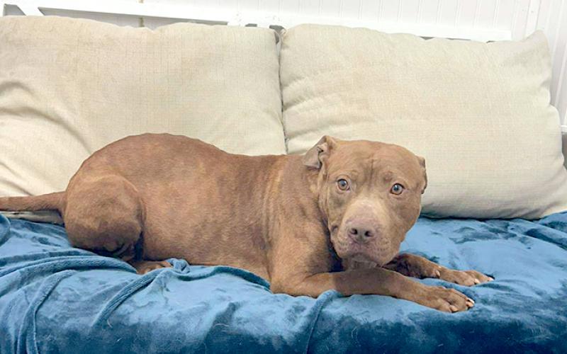Carmel is a sweet and shy gal. Her litter mate was adopted so she’s sorta sad no one has come for her. Very low key, shy baby just wants love.
