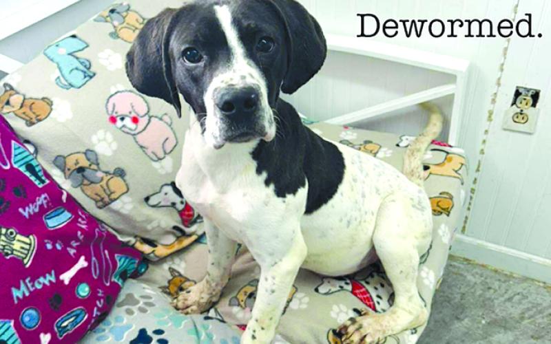 Diesel is a good boy. His friend that he came in with was adopted but Diesel hasn’t yet. Please, someone give this sweet boy a chance.
