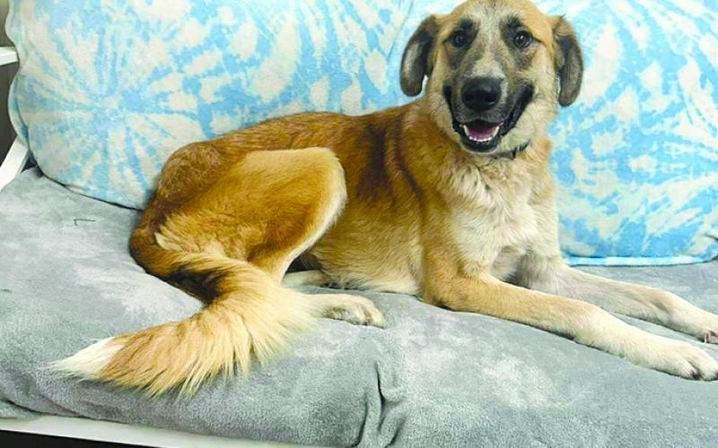 Haven is everyone’s dream dog. Quiet, gentle and an all around sweetheart. Come visit us and fall in love.