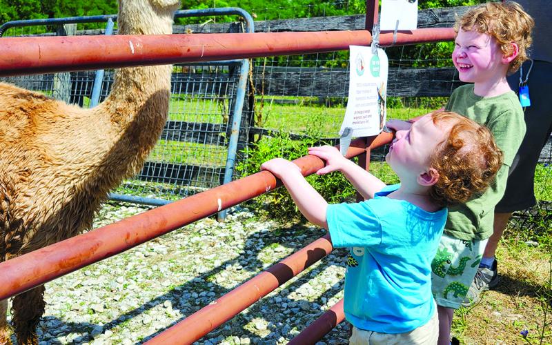 Levi, 1, and Matthew Wartman, 4, of Northern Kentucky make friends with one of the residents at Alpacas at Sweet Water.