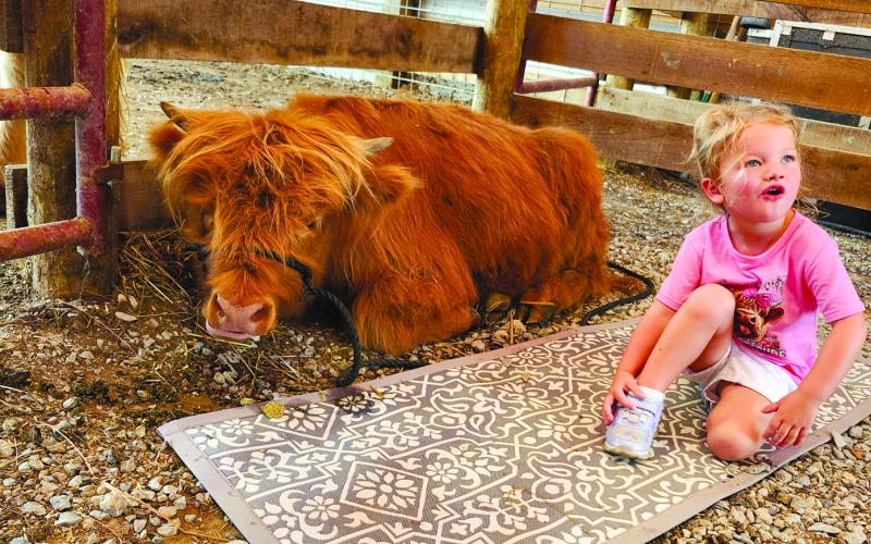 Annabelle Hinkel, 3, of Erlanger, visits with one of the coos at Hilltop Highland Cattle Farm.