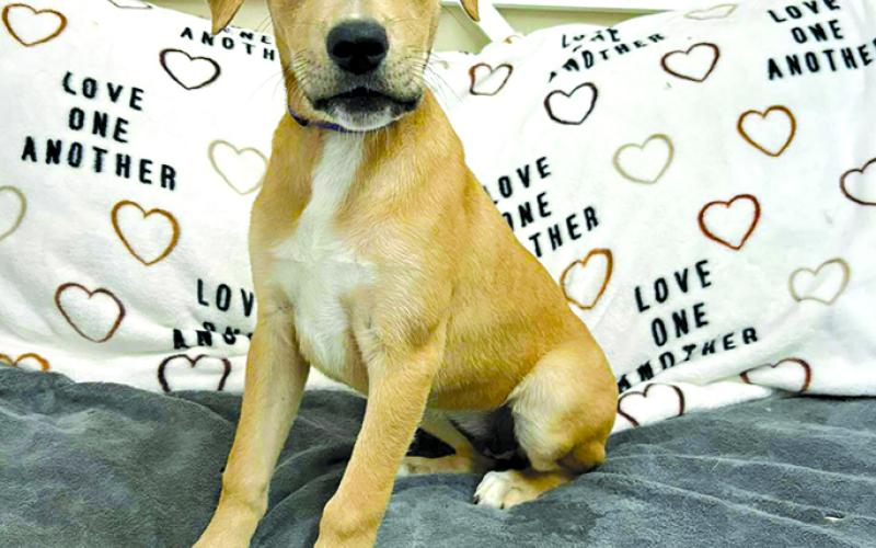 Hera is just a baby and just needs some attention and time. Come meet this baby and fall in love.