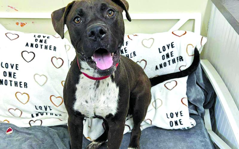 Who likes Lightning? He’s super with cats and dogs and is full of energy. This is the guy for you.
