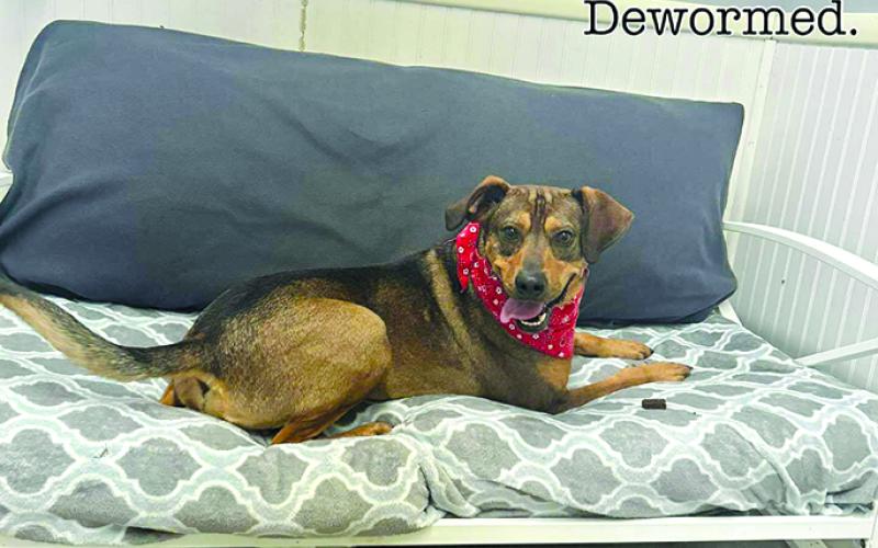 Bentley is a lover boy. He loves unconditional and would make any household a great pet.
