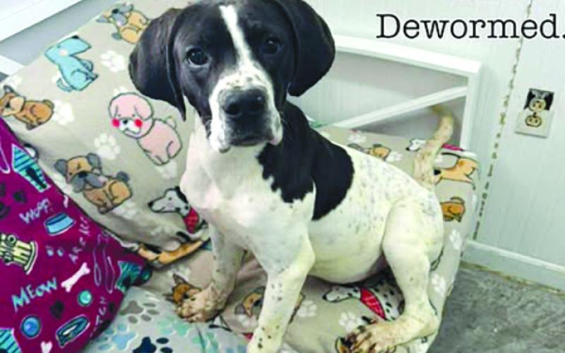 Diesel is a gentle man looking for his own happiness. He loves attention and affection so someone come get this boy and give him a loving home