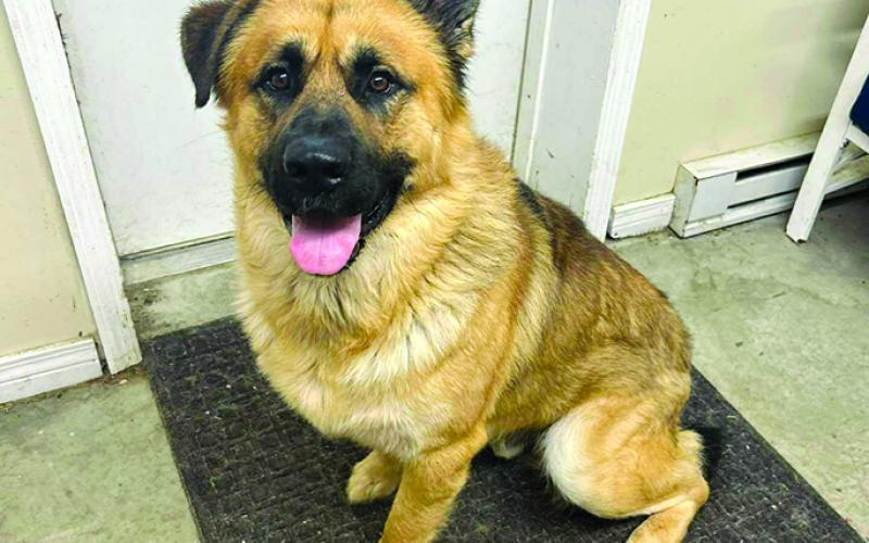 Grizzly needs a home who is patient enough to work with him.