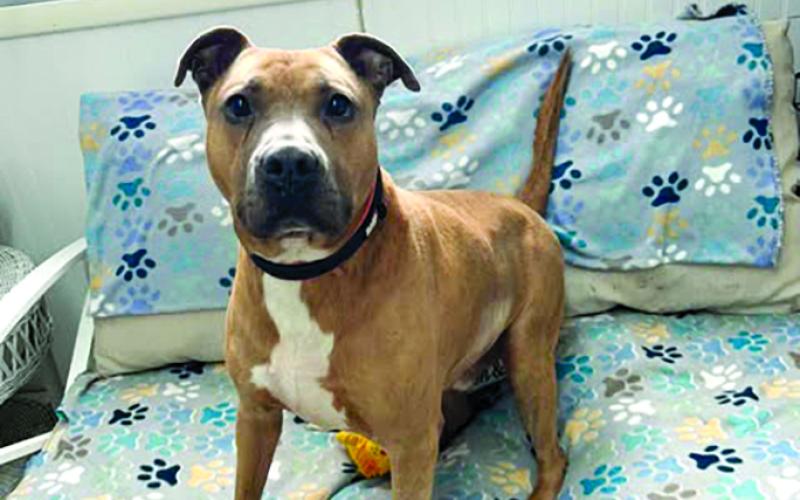 Hobo is a longtime resident who deserves a place to be spoiled and loved. He’s a great dog who loves toys and to romp around and play.
