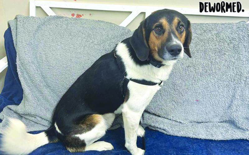 Jack is ready for someone who needs a great companion. Come visit this boy and take him home.