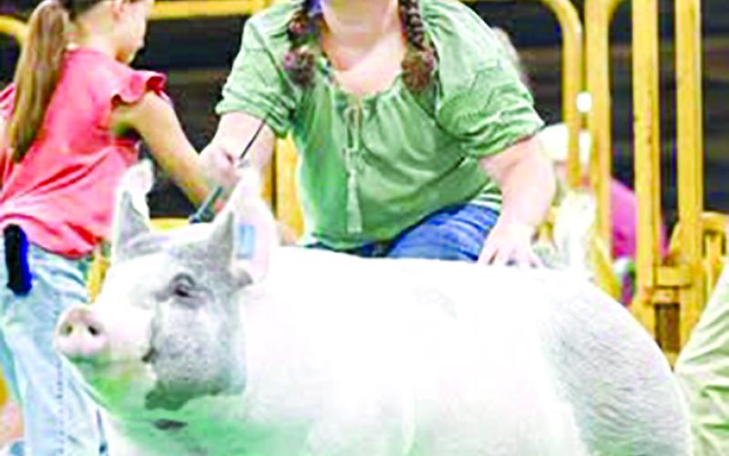 Ava Toomey placed eighth for her middle weight breeding gilt class and third for Ky Proud Middleweight Breeding Gilt class, seventh in her class for Market Hog, first for KY Proud in her market hog class and placed first in her showmanship.