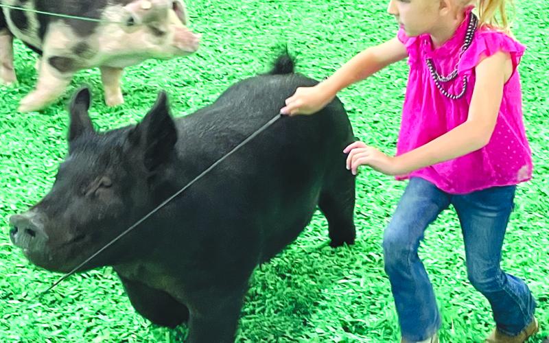 For kindergartener Ada Jones, it was her first year being eligible to show at the Kentucky State Fair. She enjoys showing, washing her pigs and staring at the judge.