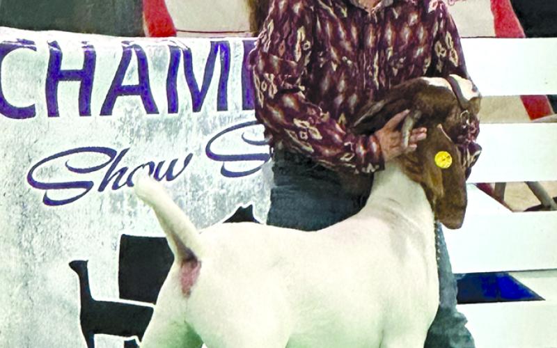 Davis Conrad placed second in novice goat showmanship for 5 and 6-year-olds.