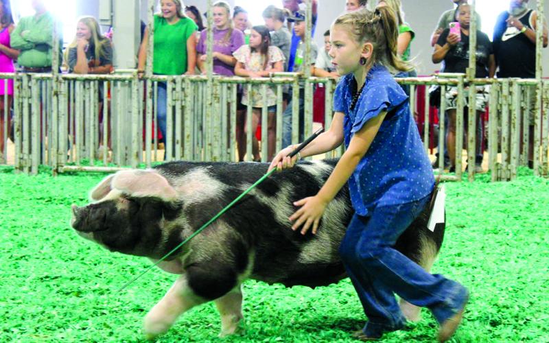 Cambryn Florence placed second in showmanship with lambs and second with her hog in showmanship. Cambryn and her sister Calee combined for four second place finishes and a third place.
