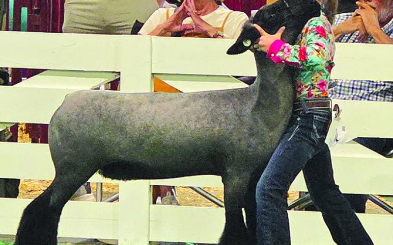 Calee Florence finished second in showmanship with lambs, and second in market.