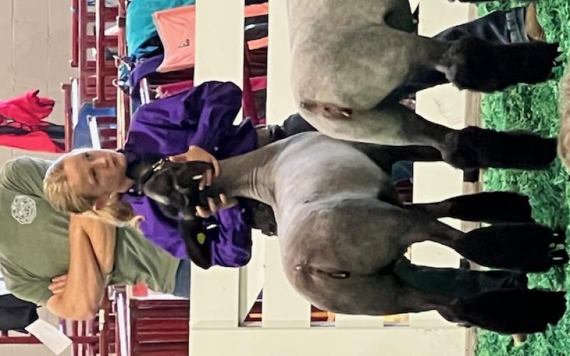 Hayden placed seventh in her breeding ewe class with her natural ewe, fourth in breeding showman ship, sixth with white ewe in market black face cross, third in her age division lamb showmanship, eighth in market with wether in hamp market class, first in her age division hog showman ship, eighth in the final hog showmanship, firstin her class with durc gilt, final drive for durc and received third overall durc glit, which put her in the Champion Drive.