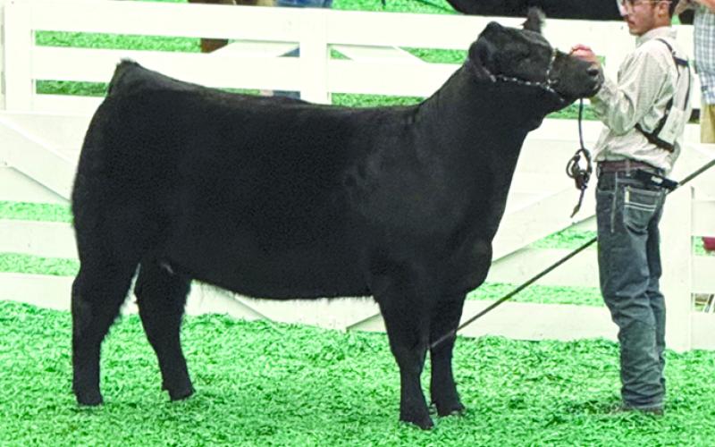 Hunter Davidson finished third in the Maine March Junior Yearling Heifer Class.