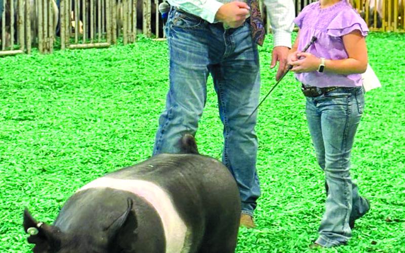 Jessa Conrad shows her market hog and won first place in her showmanship class. She also shows a market goat.