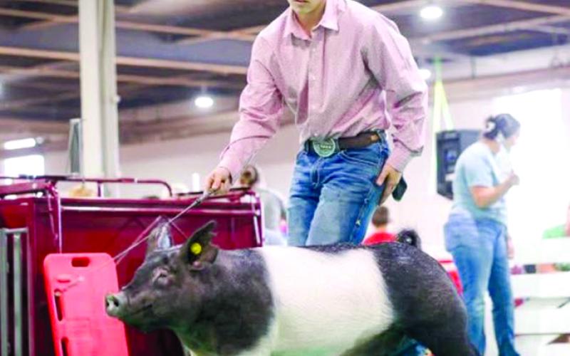 Nick Arkenau shows his Reserve Lightweight Cross Gilt. He also had the Grand Champion Landrace barrow and third overall York barrow.