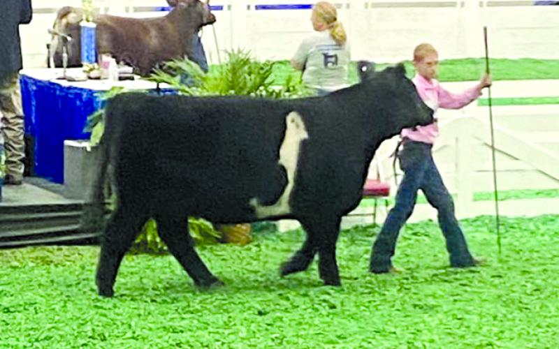 Tanner Weinel competed in the Chianina heifer show.