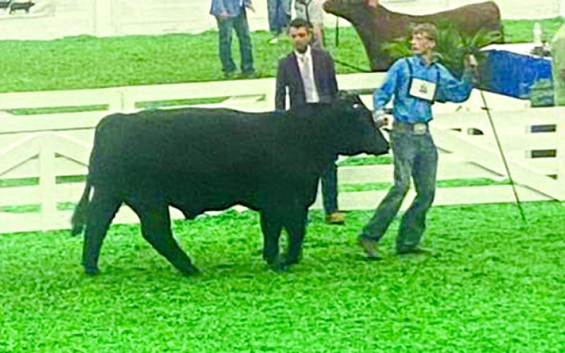 TJ Weinel won with his Grand Champion Percentage AOB Bull.