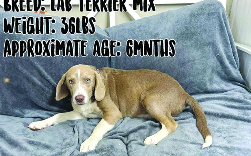 Lab terrier mix, Odi