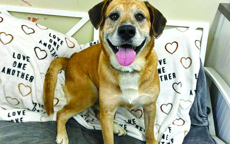 “I’m just an old guy looking to live out what time I have left. I’m really no trouble, I like to lie around and give snuggles. My temperament is the best too.”