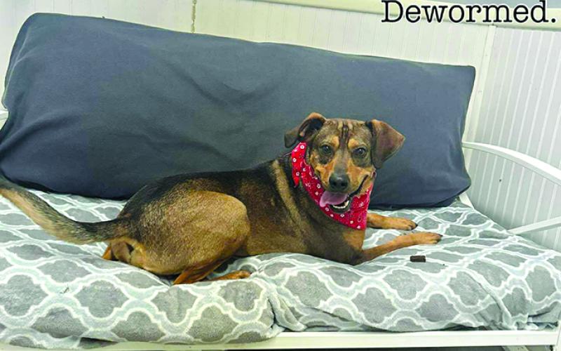 “We’re not sure why he’s still in the shelter. He’s the sweetest baby and just wants to please,” the shelter states of Bentley.