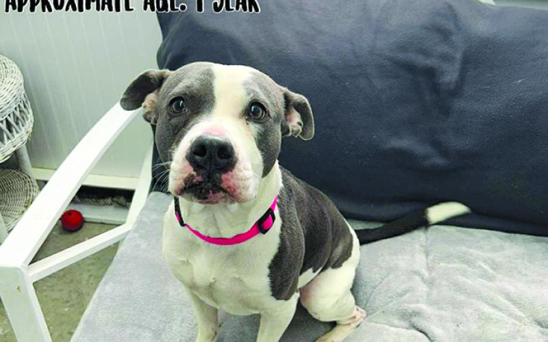 Sweet temperament and still pretty young, Cassy just wants to be friends with her new owner.