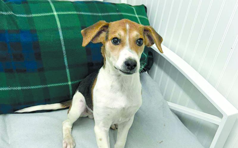 “This sweet boy is just a love bug. If you’re looking for a pup look no further as this guy is the sweetest,” according to the shelter.