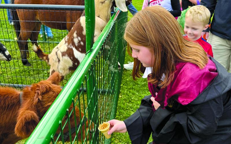 Remi Harris feeds a cow at Northern Elementary School PTO’s Trunk or Treat event, which included a petting zoo and inflatables. Photo by Nila Harris.