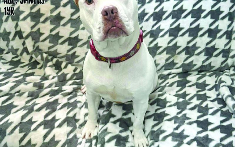 Sassy is a sweetie and would love to have her own home.