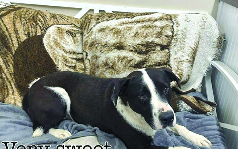 Whiskey is a great dog and would make a great addition to a family.