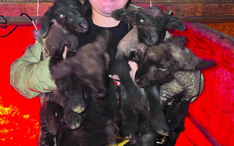 Lindsay Arkenau has her arms full as she bundles up quadruplet lambs born Dec. 19 on the Kirsch Family farms. The rare treat was the first set of quadruplets born to the Kirsch Family in Peach Grove. Photo by Nila Harris.