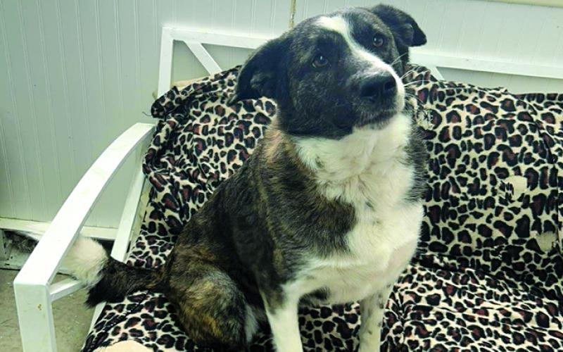 Holly is a sweetheart. She is fixed now and she is just a quiet girl or just needs a good family to love her