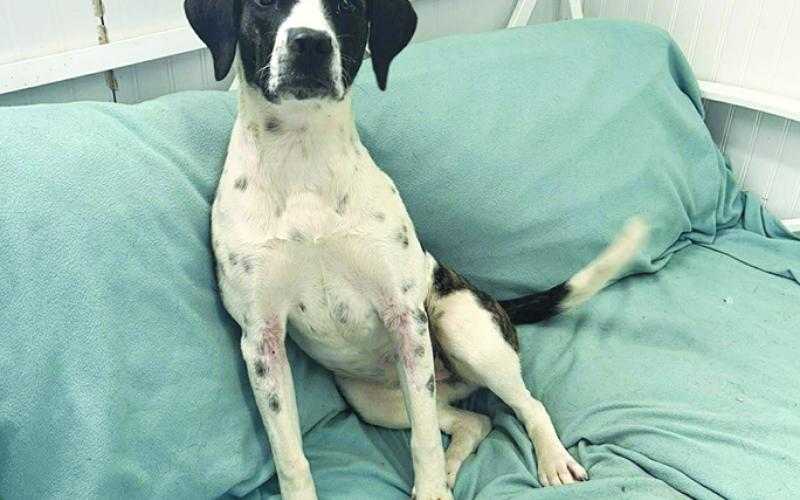 Jojo is a beauty is full of love and sweetness. Someone would be a lucky person to own this baby. She will be a great addition to a family. Walks well on leash, dog and cat friendly and overall great dog.