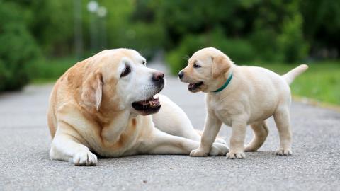 Couple faces charges of beastality on dog