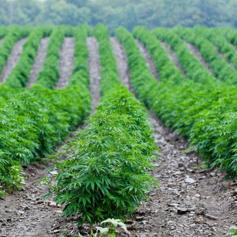 Hemp Farms