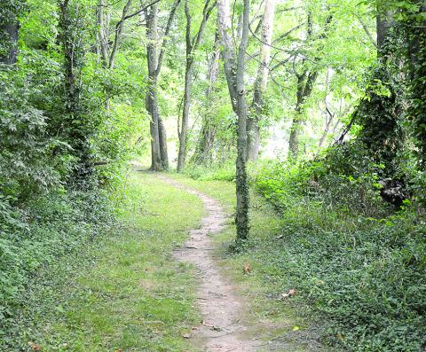 The winding trails of South Fork Trail meanders along the Licking River