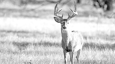 Deer